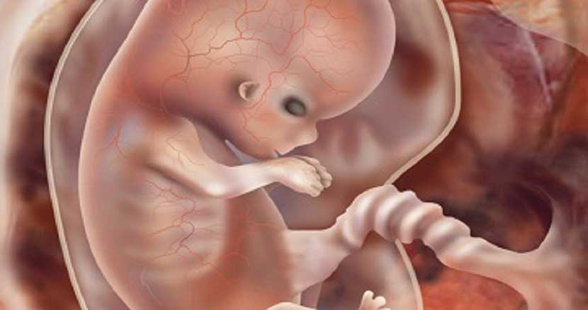 Stages of fetal growth weeks4