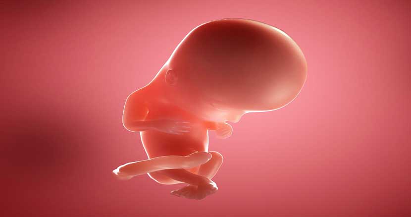 Stages of fetal growth weeks5