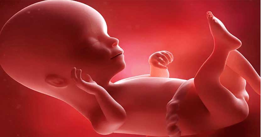 Stages of fetal growth weeks6